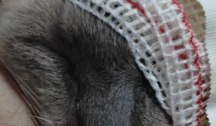 Preciso de ajuda urgente para fazer a cirurgia do meu gato