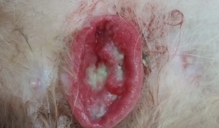 Cirurgia gata chaninha tumor aberto