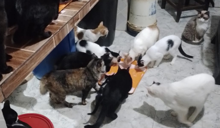 ração mensal dos gatos 