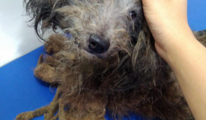 Ajuda ao SOS Animais de São João -PR