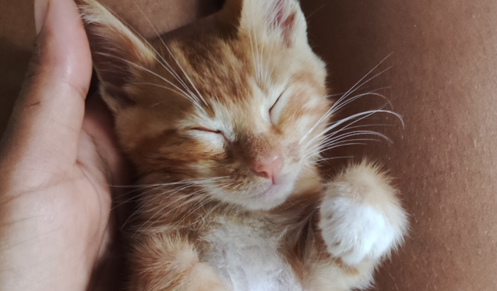 Ajuda na consulta de um gatinho cego adotado.