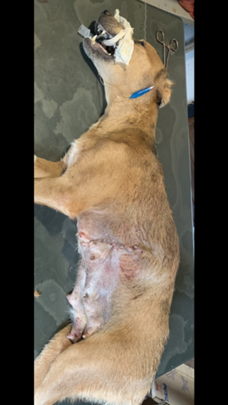 Ajuda prara acolher os animais abandonados nas ruas e estradas 