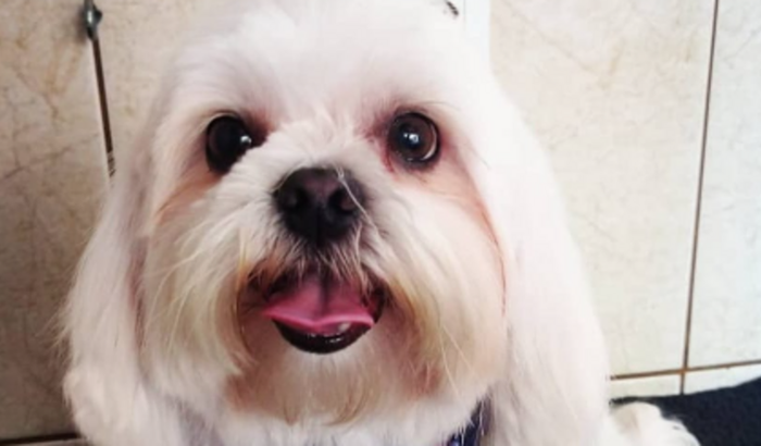 Vamos ajudar o Boby VIVER!!!