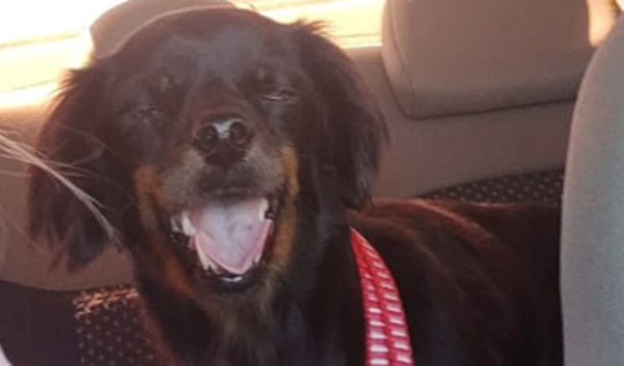 Ajuda para o cão comunitário ROBERTINHO