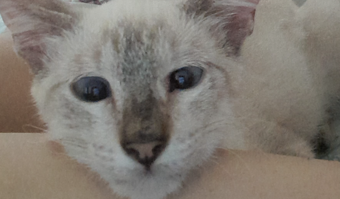 Custos médicos do Jasper