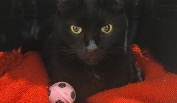 Ajuda no tratamento do gatíneo Tsukuro Tazaki