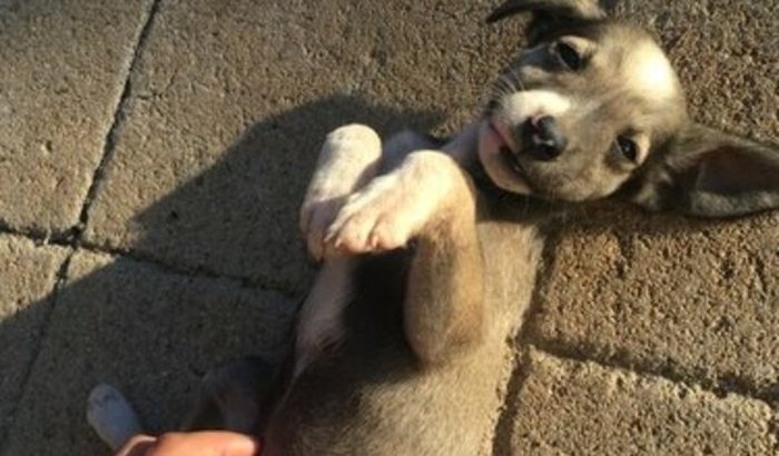 Ajudar estes cachorrinho sem dono 