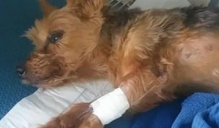 Ajuda para o Fiuk que está no paliativo 