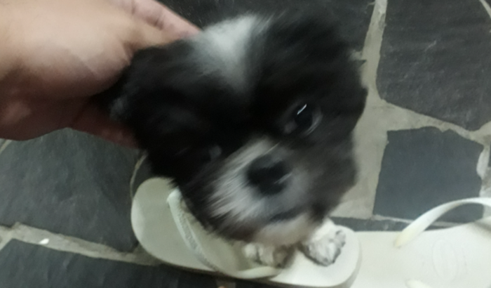 Cirurgia da minha cachorrinha bell