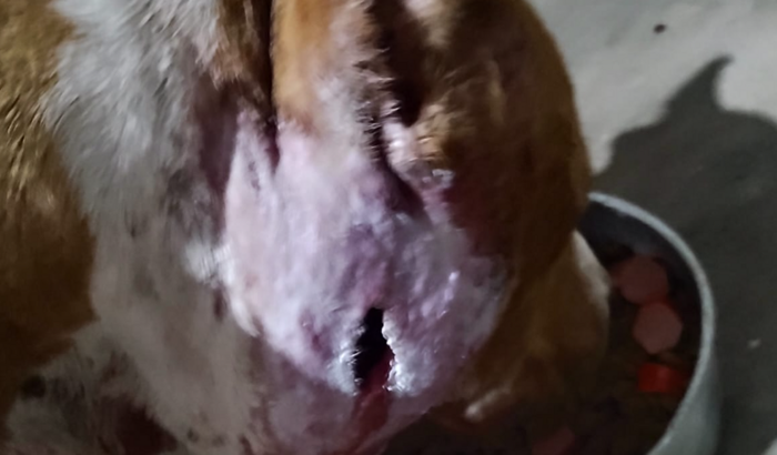 Me ajude na cirurgia da nina