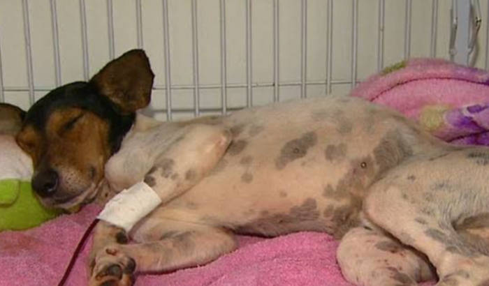 Cirurgia da lola