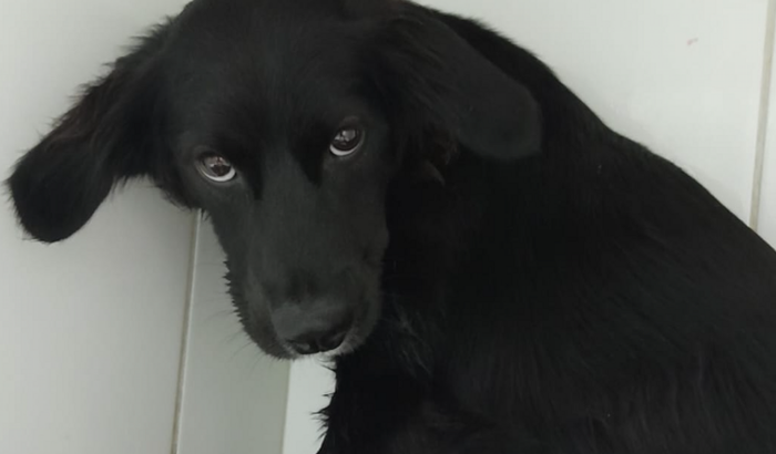 Ajude a comprar os remédios do biscoito