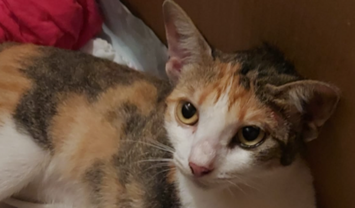 Ajude cirurgia da Gatinha Maya