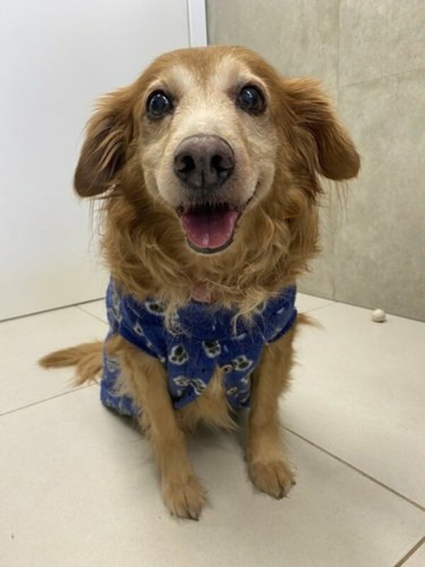 imagem da vaquinha Ajuda para o Xavinho 🐶♥️