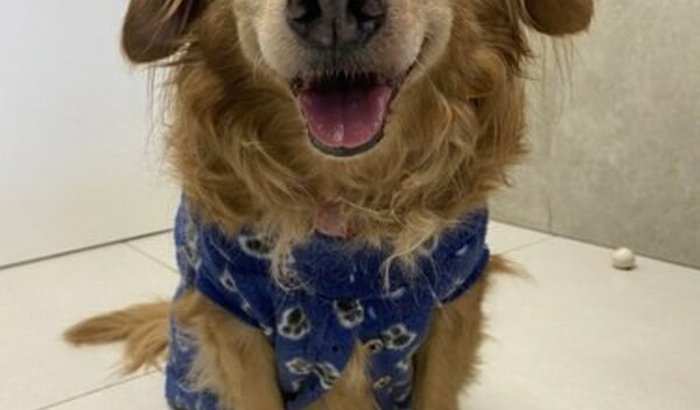 Ajuda para o Xavinho 🐶♥️