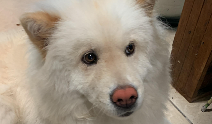 Vakinha para custear o tratamento da doença do carrapato em Pandora, minha Chow Chow mais dócil do mundo.