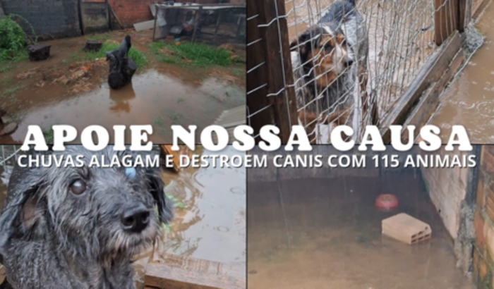 ARRUMAR ABRIGO COM 115 ANIMAIS