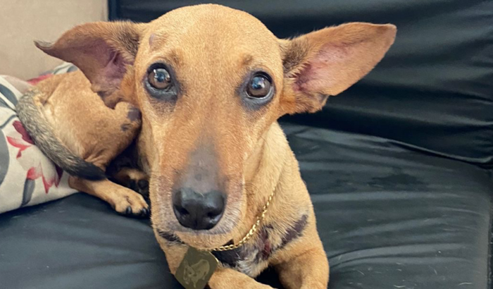 Shakira precisa de nossa ajuda!!!