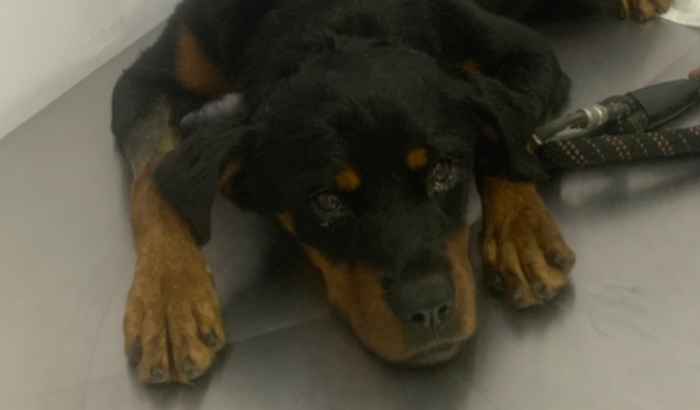 Ajudem no tratamento da minha cachorrinha 