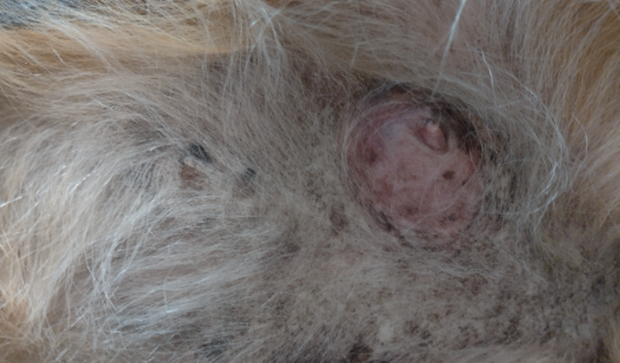 Cirurgia da cachorrinha layza