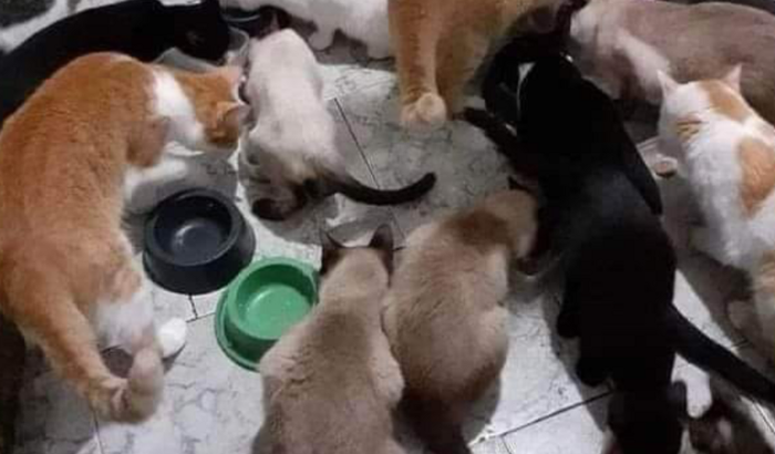 ração e areia da próxima semana dos abrigo dos gatos 