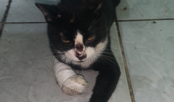 Ajude com a cirurgia do gatinho Pyetro 