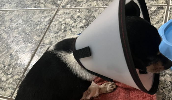 Ajude o Pingo a se recuperar de um atropelamento