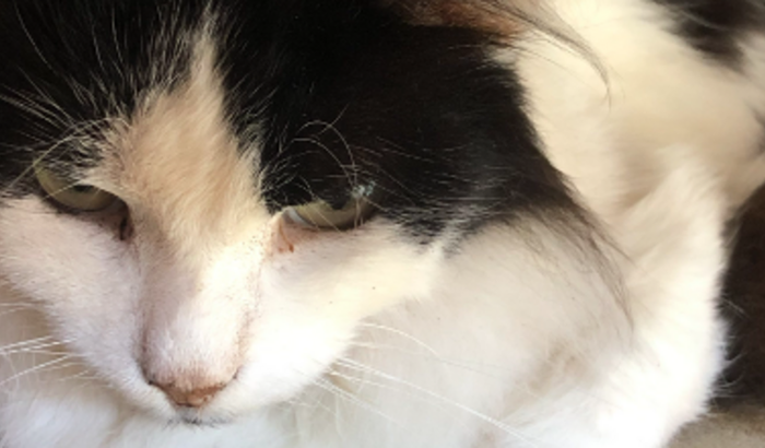 Gatinho Pepe
