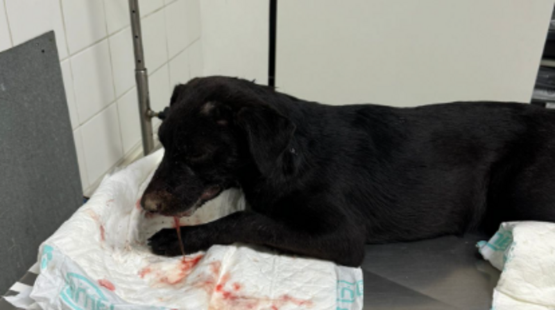 Ajudando a Ravena (conhecida como Nina), cachorrinha atropelada.