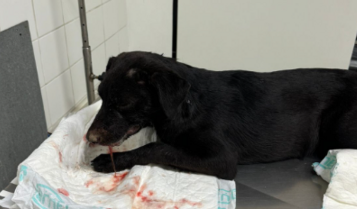 Ajudando a Ravena (conhecida como Nina), cachorrinha atropelada.