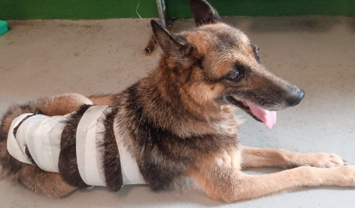 Doação para compra de bolsa de sangue para Jade 🐶