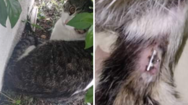 Cirurgia do Doutor gatinho