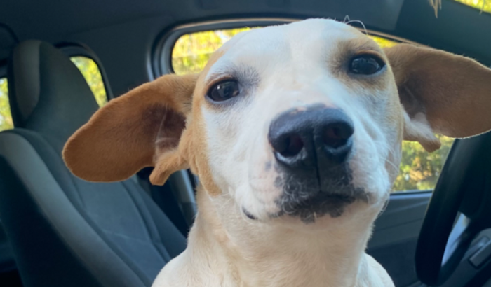 Ajude na Internação da Pequena