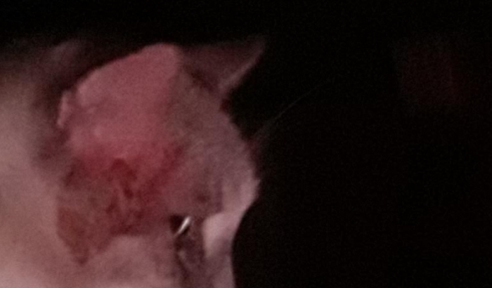Preciso para levar minha gata ao veterinário ela está muito ruim