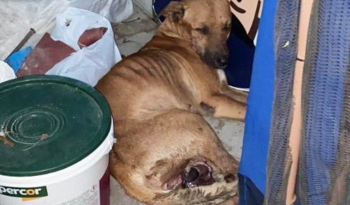AJUDE O CACHORRO NOVINHO