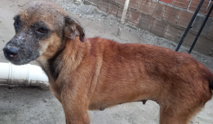 Ajudem a Flora, cadela que foi abandonada e está doente