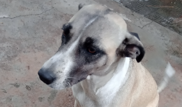 Cachorra de rua Bisteca 