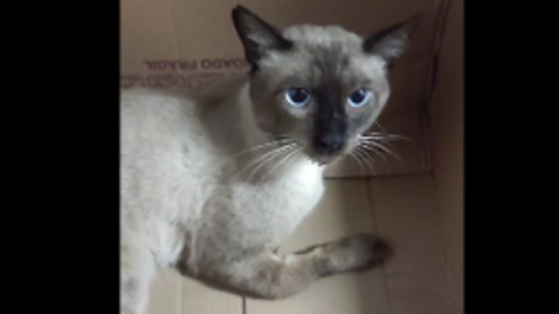 Ajude na cirurgia do Japonês