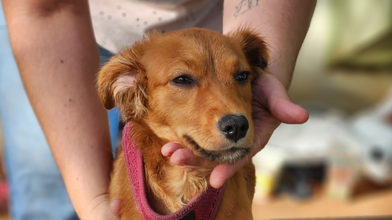 Ajude a salvar a vida da Lud.