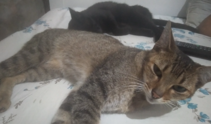 Gatos Sem Ração 