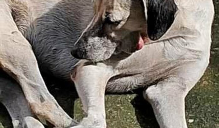 Ajudar a custear remédios e exames 