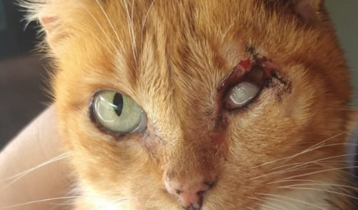 Ajude a Princesa vencer essa batalha.