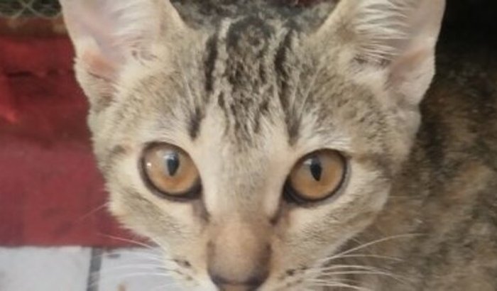 Mia