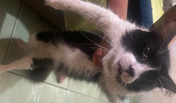 Ajudar para salvar a vida de um Gato