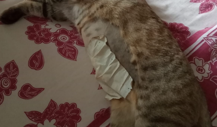 Ajude a custear cirurgia de retirada de fetos mortos e castração de mel e boca rosa