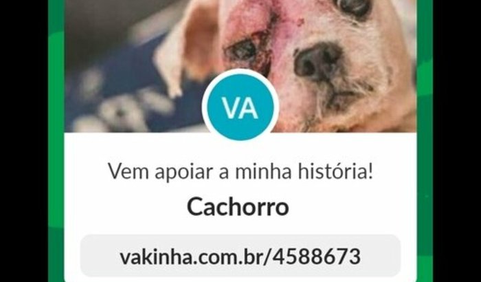 Cachorro 