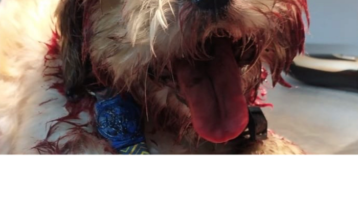 Ajudar cachorro Tedy que foi atropelado 
