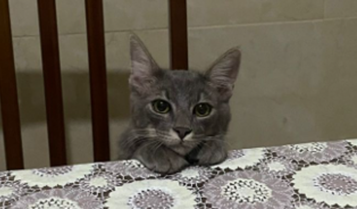 Cirurgia do Gustavo
