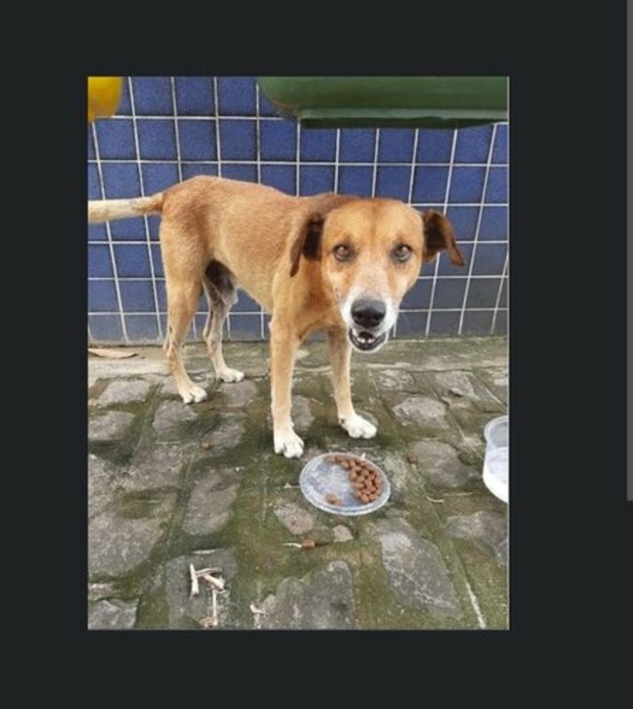 Ajude um aumigo 