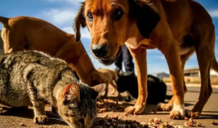 Ajude alimentar um animal resgatado SOS Animais 